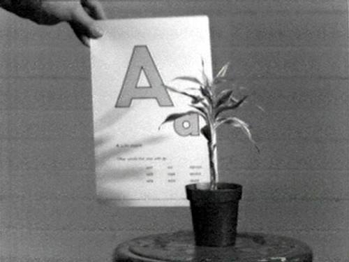 Teaching a Plant the Alphabet