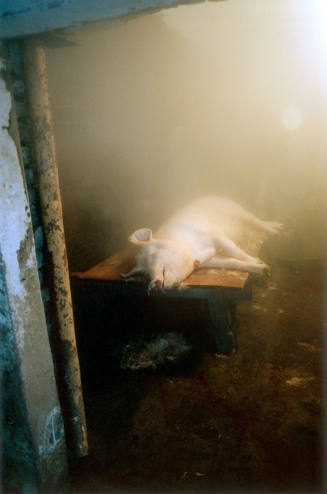 Untitled (Pig sleeping)